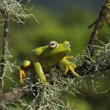 Amazonia: una scena del film