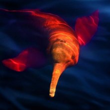 Amazonia: una scena tratta dal documentario di Thierry Ragobert