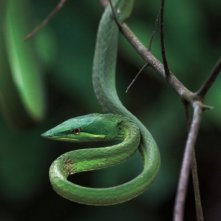 Amazonia: una scena tratta dal film