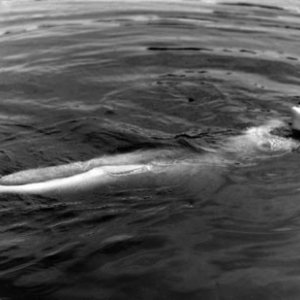 Hedy Lamarr nuda in una celebre scena di Estasi (1933)