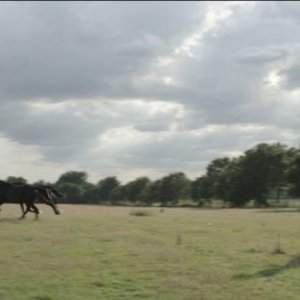 La belle vie: Nicolas Bouchaud e Zacharie Chasseriaud corrono dietro a un cavallo in una scena del film