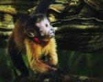Recensione Amazzonia 3D (2013)