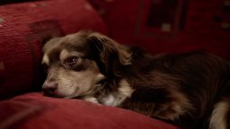 Trailer - Closed Curtain