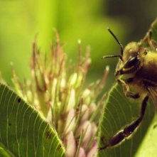 Un mondo in pericolo: una scena tratta dal documentario