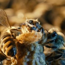 Un mondo in pericolo: una scena tratta dal film sulle api