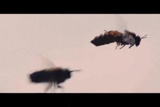 Video-recensione Un mondo in pericolo