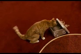 Clip 'Ciao micio!' - I Puffi 2