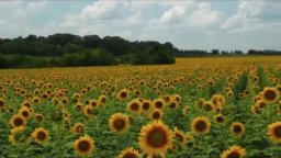 Trailer - Muscle Shoals