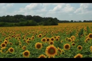 Trailer - Muscle Shoals