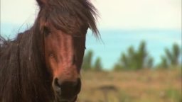 Trailer - Running Wild: The Life of Dayton O. Hyde