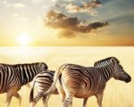 African Safari 3D dal 21 novembre al cinema