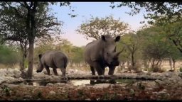 Trailer Italiano - African Safari 3D