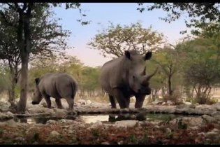 Trailer Italiano - African Safari 3D