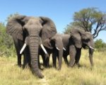 African Safari 3D: vai al cinema e vinci la magia dell'Africa