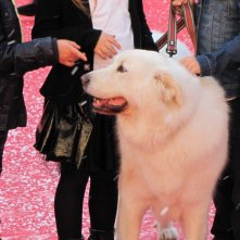 Belle & Sebastien: la star del red carpet al Festival di Roma 2013 è un bellissimo cane bianco