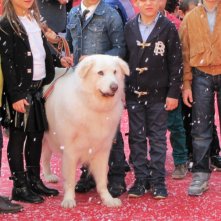 Belle & Sebastien: la star del tappeto rosso al Festival di Roma 2013 è un bellissimo cane bianco