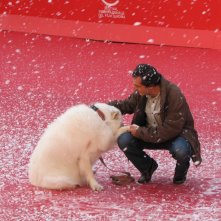 Belle & Sebastien: Nicolas Vanier al Festival di Roma 2013, sul tappeto rosso accanto a un bellissimo pastore dei Pirenei