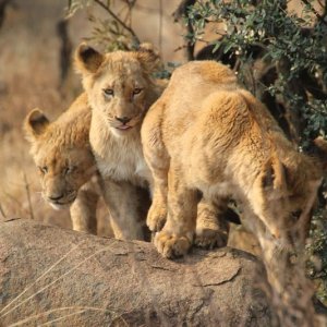 African Safari 3D: cuccioli di leone in una scena del film in 3D