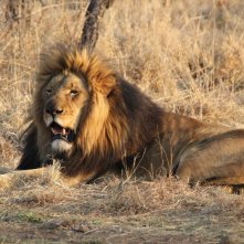 African Safari 3D: il re della foresta in una scena del film in 3D