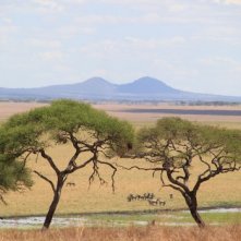 African Safari 3D: l'Africa in tutta la sua bellezza in una delle spettacolari immagini del film
