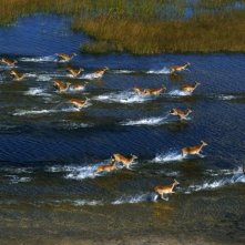 African Safari 3D: una delle spettacolari immagini del film in 3D