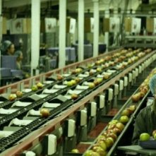 C.O.G.: Jonathan Groff nei panni di David in una scena nel reparto di selezione delle mele