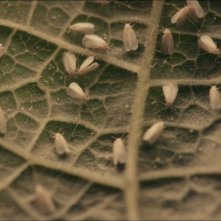 La plaga: l-infestazione da farfalle bianche in una scena del film