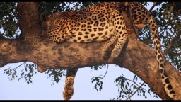 Clip 'I leopardi' - African Safari 3D