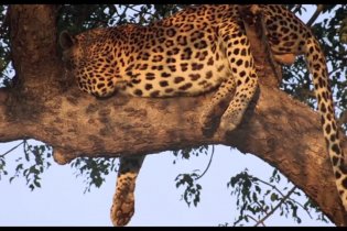 Clip 'I leopardi' - African Safari 3D