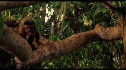 Trailer - Amazonia