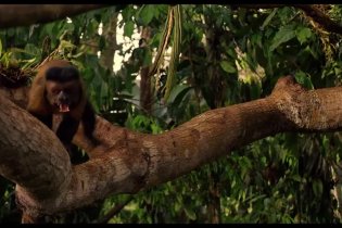Trailer - Amazonia