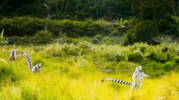 Trailer - Island of Lemurs: Madagascar