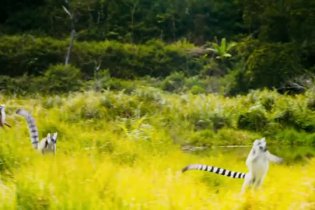 Trailer - Island of Lemurs: Madagascar