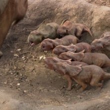 A spasso con i dinosauri: una tenera foto tratta dal film