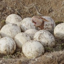 A spasso con i dinosauri: uova che si schiudono in una scena del film