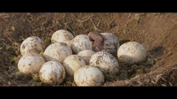 Clip 'Eggs Hatching' - A spasso con i dinosauri