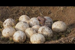 Clip 'Eggs Hatching' - A spasso con i dinosauri