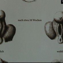 Vulva 3.0: un'immagine del documentario 'ginecologico'