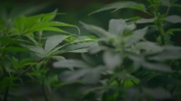 Trailer - Evergreen: The Road to Legalization in Washington