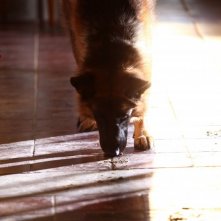 Rex 6: il protagonista in una scena