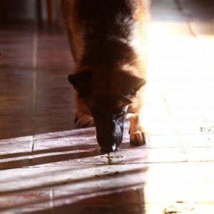 Rex 6: il protagonista in una scena