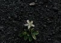 Motion Poster 'Crescita' - Noah