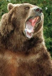 Una foto di Bart the Bear