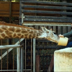 Giraffada: Ahmed Bayatra in una scena del film con la sua amica giraffa