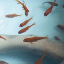 Ritual - una storia psicomagica: una scena con pesci rossi tratta dal film