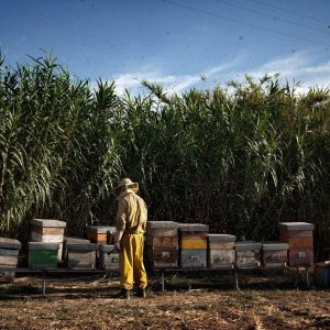 Le meraviglie: un'immagine tratta dal film di Alice Rohrwacher