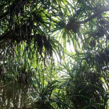 Still the Water: una scena