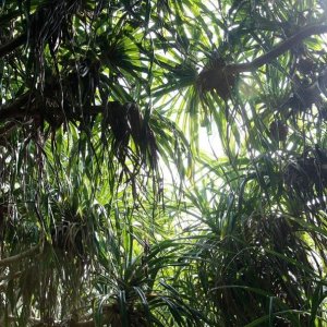 Still the Water: una scena