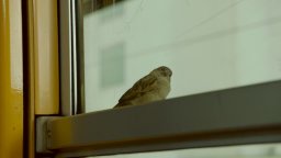 Trailer - Bird People