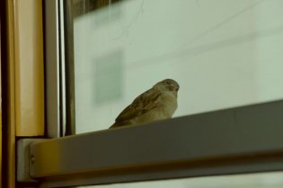 Trailer - Bird People